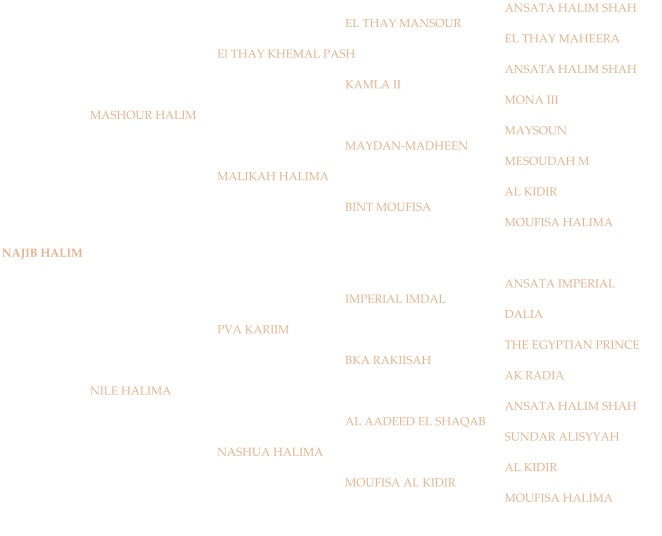 ANSATA HALIM SHAH EL THAY MANSOUR EL THAY MAHEERA El THAY KHEMAL PASH ANSATA HALIM SHAH KAMLA II MONA III MASHOUR HALIM MAYSOUN MAYDAN-MADHEEN MESOUDAH M MALIKAH HALIMA AL KIDIR BINT MOUFISA MOUFISA HALIMA NAJIB HALIM ANSATA IMPERIAL IMPERIAL IMDAL DALIA PVA KARIIM THE EGYPTIAN PRINCE BKA RAKIISAH AK RADIA NILE HALIMA ANSATA HALIM SHAH AL AADEED EL SHAQAB SUNDAR ALISYYAH NASHUA HALIMA AL KIDIR MOUFISA AL KIDIR MOUFISA HALIMA